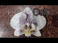 05.01.22.ОРХИДЕЯ.. Oslo уценка из Ленты.. хочу спасти.наращивание корней над водой.