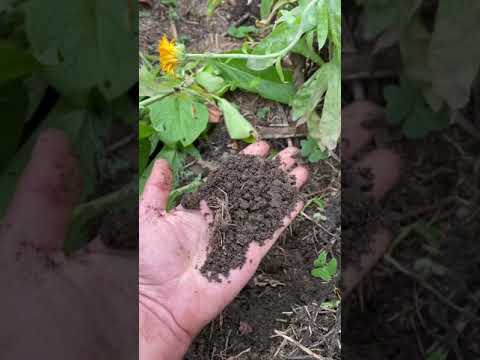 Video: Mulching Veggie Beds: cómo y cuándo agregar mantillo en los huertos