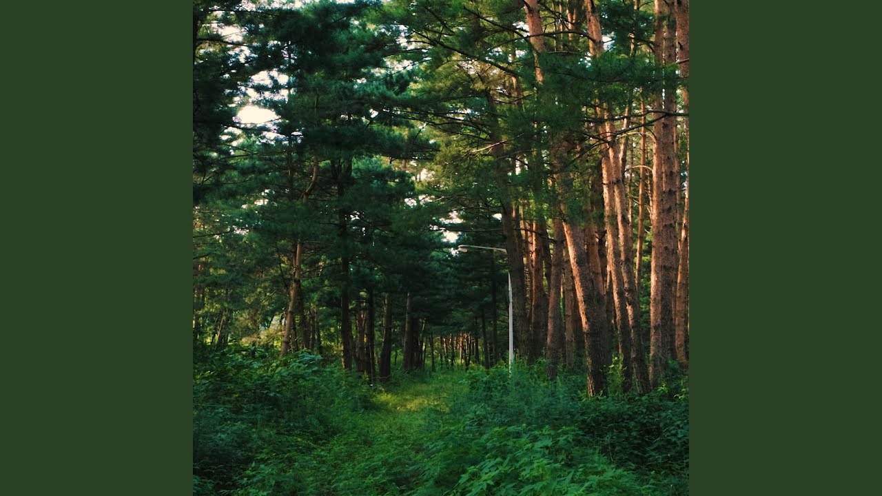 Rainforest auf YouTube ansehen Rainforest auf YouTube ansehen