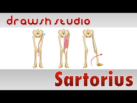 Video: Sartorius Origine, Funzione E Definizione - Body Maps