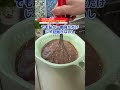 男女最後まで見ろ！｜巨大チョコレートプリンの作り方 #shorts #料理 #簡単レシピ #お菓子