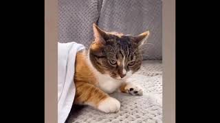 Funny video of Kitty 😺 | #Shorts #Animals