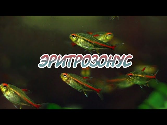ЭРИТРОЗОНУС. СОДЕРЖАНИЕ И РАЗВЕДЕНИЕ.
