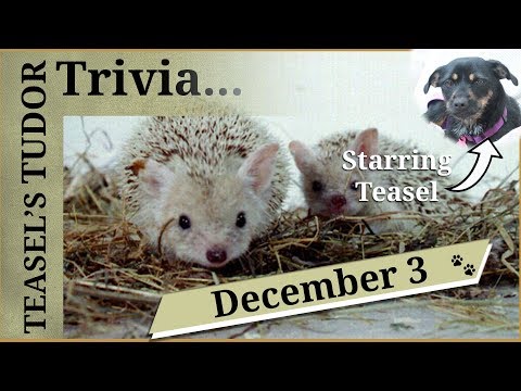 Teasel's Tudor Trivia - December 3 - Teasel shares some Tudor remedies