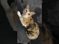 Cute Cat 😺 Meow Meow / Cat 🐈 Voice #shorts #ytshorts #youtubeshorts #cat #meow #sound #pets