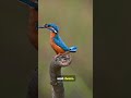 The common kingfisher is a small bird  #facts #naturereels #wildlife #nature #birds #naturefacts