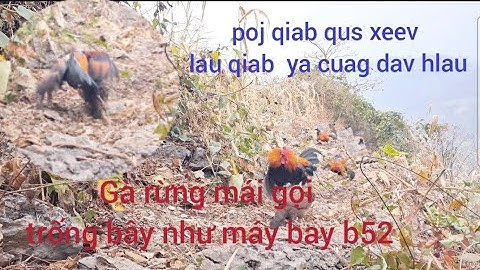 Gà rừng mái gọi trống bây đập cánh như chim bồ câu. poj qaib qus xeev lau ya cuag noog