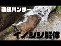 熟練のハンターがイノシシを解体して内臓を取り出しているところ