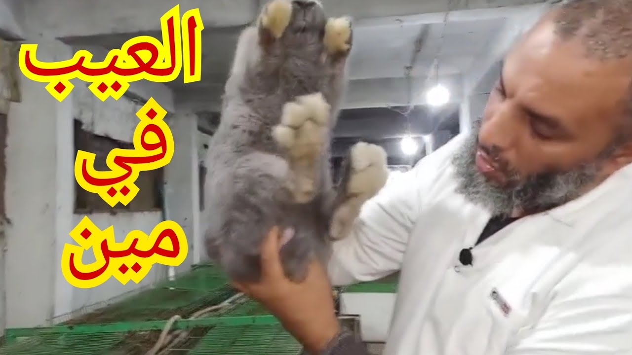 ارانب الخير شوفوا اسباب اعداد الخلفه القليله الذكر ام النتايه،٢٨٩