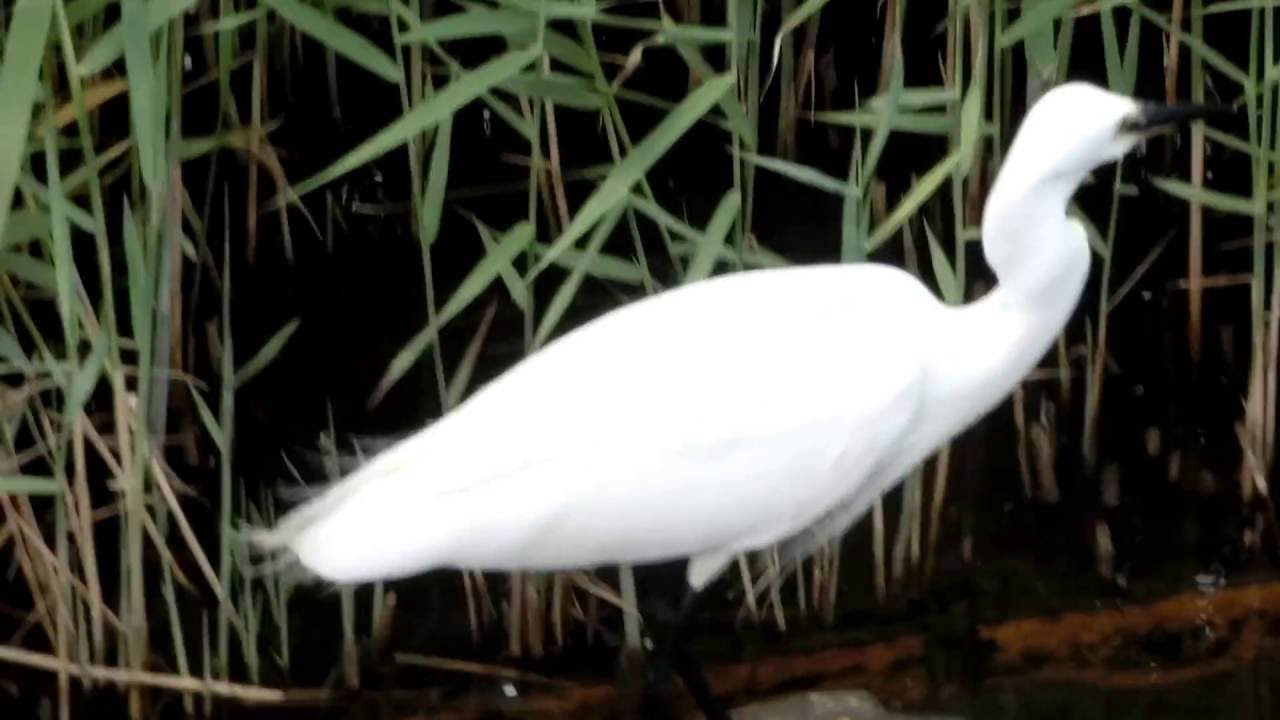 16 6 12 旧中川で小魚を食べる白い鳥 Youtube 16 6 12 旧中川で小魚を食べる白い鳥 Youtube