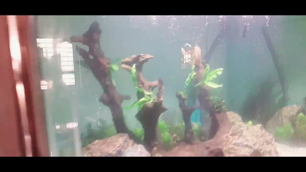 planted aquarium thrissur YouTube
