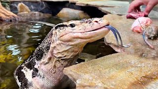 Feeding Rocky The Giant Lizard Different Foods!