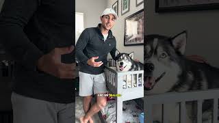 My dog is going Hollywood! #dogsofyoutube #dog #dogs #husky #huskiesofyoutube