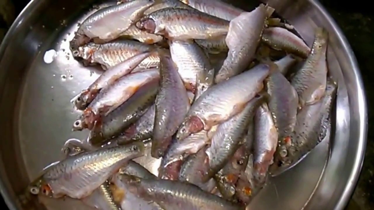 Swamp Barb (Puthi) and Tyangra (Tangra) Fish Cutting using Ash and ...