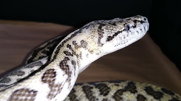 zebra, jag & zebra jag carpet pythons