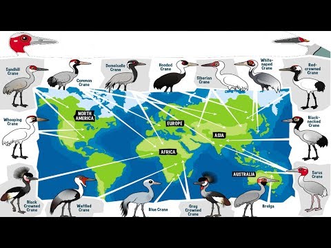 Video: Kraanvoël: Soorte En Doel