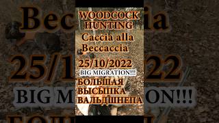 Woodcock hunting 25.10.2022 #WoodcockHunt  #beccaccia #cacciaallabeccaccia
