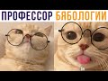 ПРОФЕССОР БЯБОЛОГИИ))) Приколы с котами | Мемозг 738