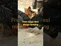 Desimurga freerangechickens