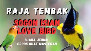 SOGON ISIAN LOVEBIRD - MASTERAN SOGON ISIAN LOVEBIRD NGEKEK JERNIH