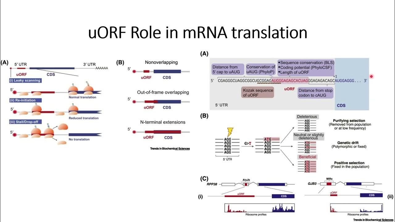 uORF (upstream Open Reading Frame) role in mRNA translation Code 219