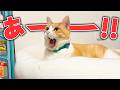 猫と遊ぼうとしたらコップの水ぶっちゃかして本当に終わり