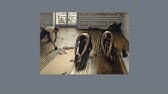 Caillebotte The Floor Scrapers Youtube