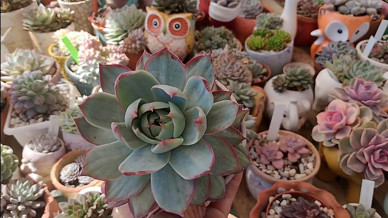 Desafio aceito suculentas que eu não dou não vendo e não troco