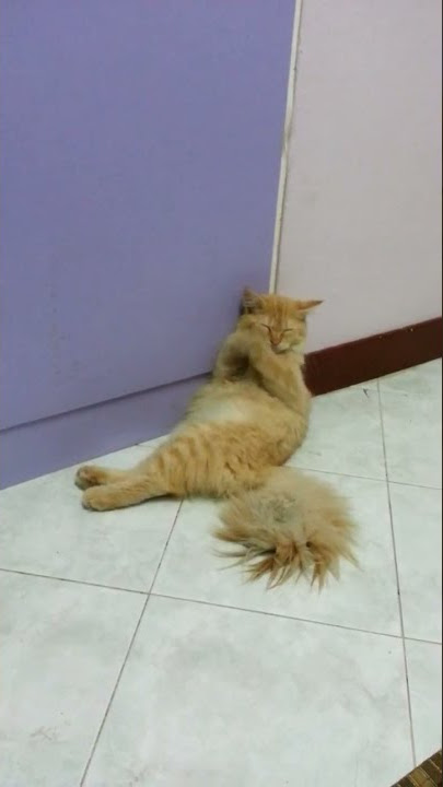 Pok amai amai with Leo