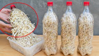 Full video: 10 days of harvesting and growing bean sprouts in plastic bottles. Crunchy and sweet