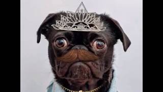 VIDEO 2 Pugsy
