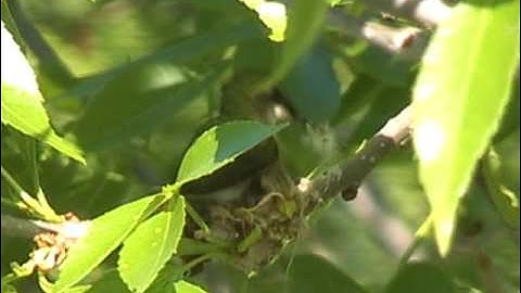 Ruby Throated Hummingbird Nest Building