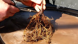 Repotting My Cherry Tree, The Bonsai Zone, March 2022