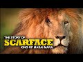 The story of scarface the king of masai mara  lion  libaax  duurjoog  wildlife