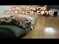 すぐキレるポメラニアン⑧ 邪魔するなモード(危険度4)