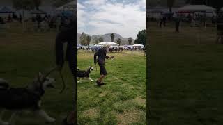 The Bradshaw dog show