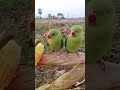 magic parrot 🦜 #birds #talkingparot #parrot #cute 🦜