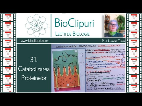 31. Catabolizarea proteinelor - etapa digestivă