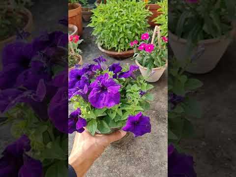 Video: Populární kultivary fialových petúnií – pěstování fialových petúnií