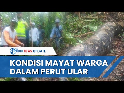 Kondisi Warga Jambi yang Ditemukan di Dalam Perut Ular Piton, Tewas dan Jasadnya Masih Utuh