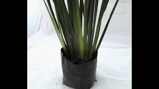 Lirio Persa