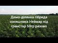 Демо участок гибрида подсолнечника НЕЙМАР под гранстар. Устойчив к засухе и заразихе семи расам A-G.