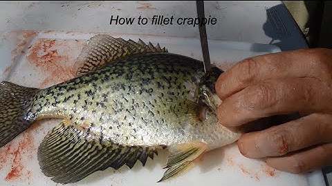 How To Fillet Crappie Like A Professional