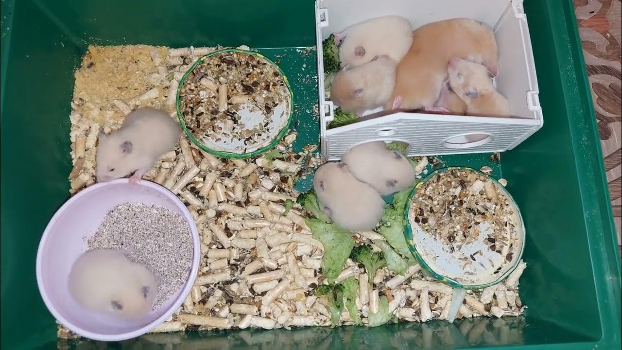 Код хомяк 21. 08. Код хомяк 21. 5. 08.