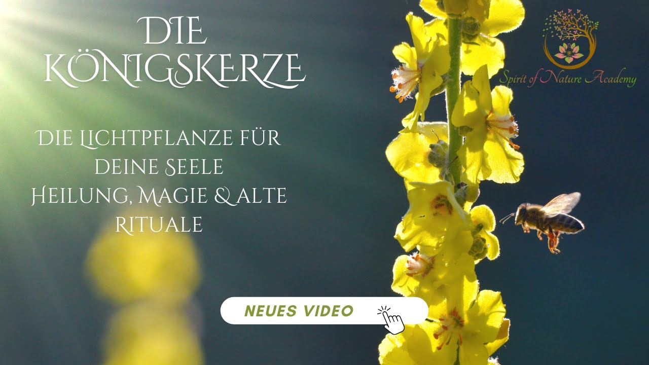 Die Königskerze   Die Lichtpflanze für deine Seele