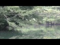 池のほとりセミの鳴き声 自然音 8時間版 Japan  Cry of the cicada 8 hours ヒグラシ ミンミン Nature sound healing