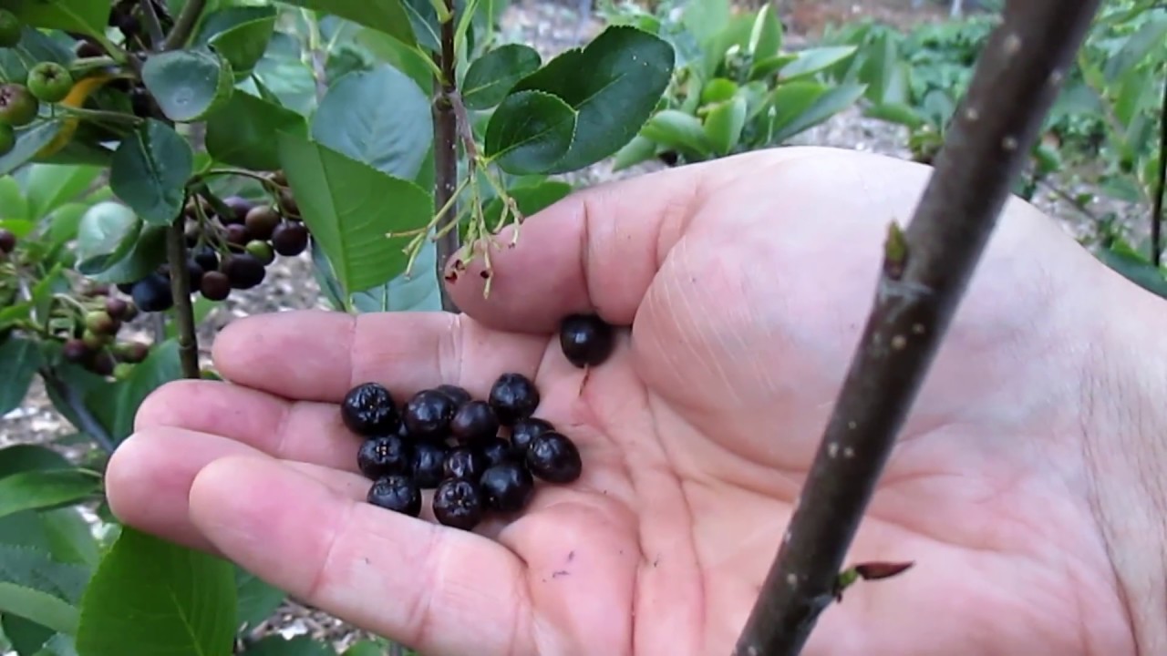 This Easy To Grow Berry Has 3 X's The Antioxidants As Blueberries!