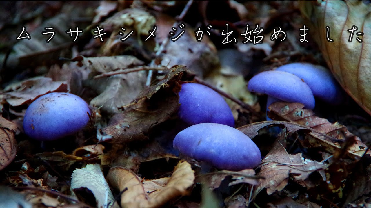 ムラサキシメジ】もう晩秋のキノコが出始めました！ - YouTube