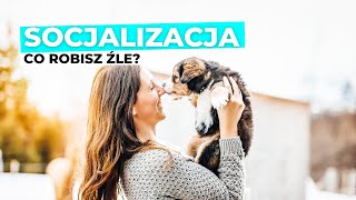 Najczęstsze błędy w socjalizacji SZCZENIAKA