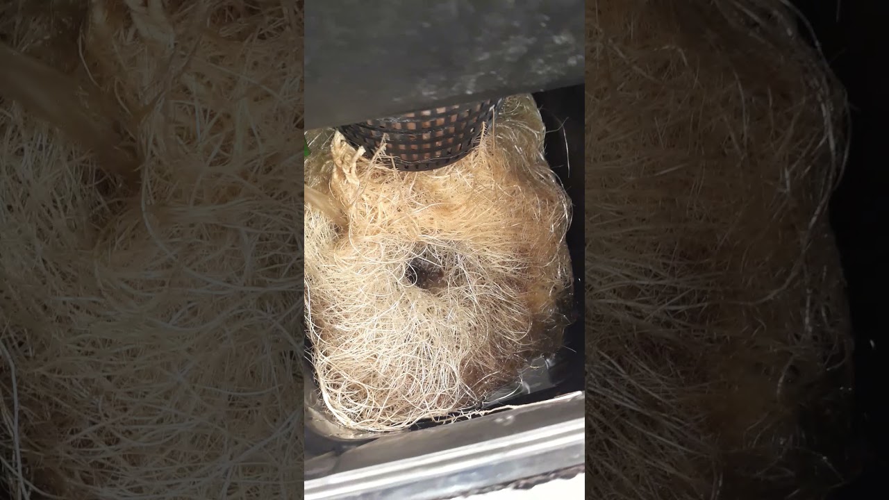 Hydroponics, RdWC, Nute Change, Roots!!!!!